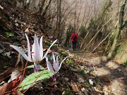 Festa di fiori sui sentieri per il Monte Ubione-6 marzo 2026-FOTOGALLERY